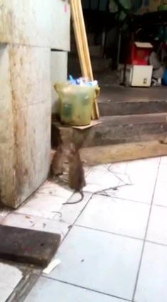 คลิปหนูกัดกัน คลิปหนูกัดกัน