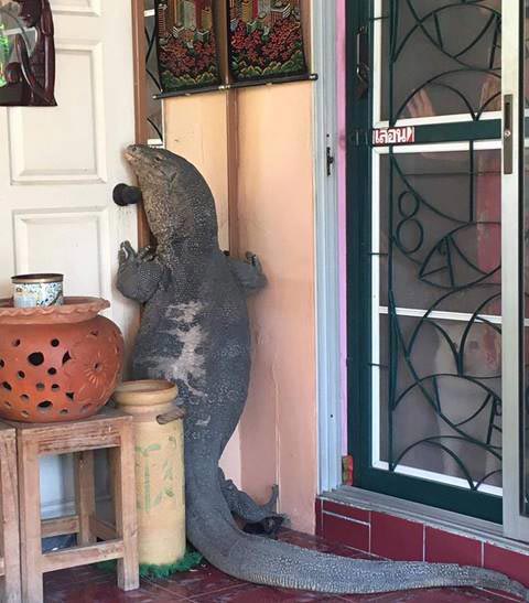 ตัวเงินตัวทองยักษ์ ตัวเงินตัวทองยักษ์