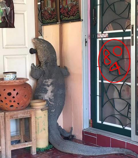 ตัวเงินตัวทองยักษ์ ตัวเงินตัวทองยักษ์