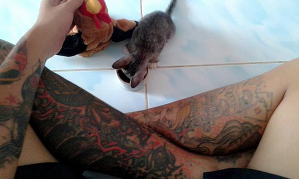 คนเกลียดแมว คนเกลียดแมว