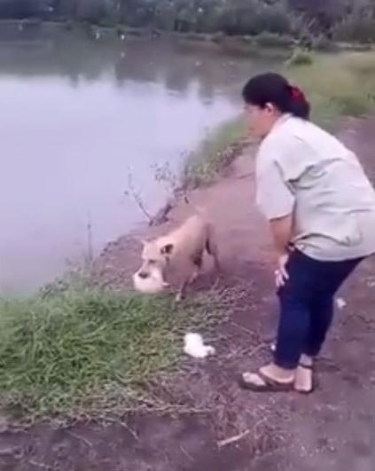 แม่หมาคาบอาหารว่ายน้ำไปให้ลูก