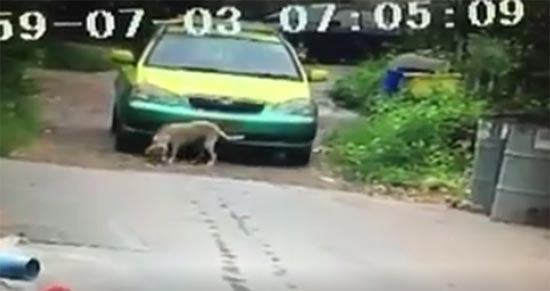 Taxi ขับรถชนหมา Taxi ขับรถชนหมา