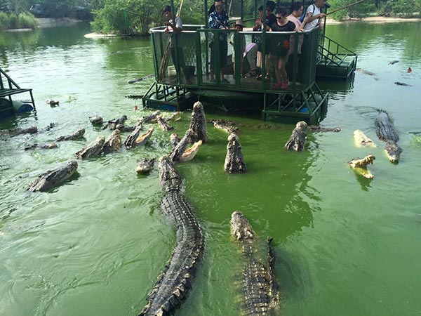 บุกตรวจ อาณาจักรช้างพัทยา ยันเรือชมบ่อจระเข้ปลอดภัยแน่นอน บุกตรวจ อาณาจักรช้างพัทยา ยันเรือชมบ่อจระเข้ปลอดภัยแน่นอน