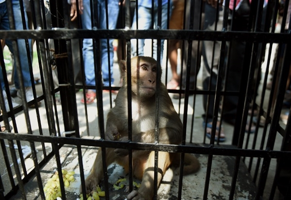 อินเดียจับลิงมัดมือมัดเท้า หลังอาละวาดขโมยอาหารชาวบ้าน