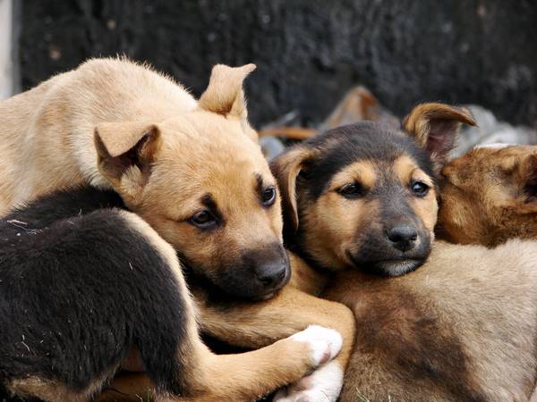 ชาวบ้านวอนช่วย หมาในหมู่บ้านตายเกลื่อน 15 ตัวใน 1 สัปดาห์