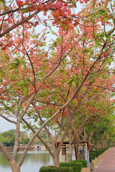ซากุระบุรีรัมย์ ซากุระบุรีรัมย์