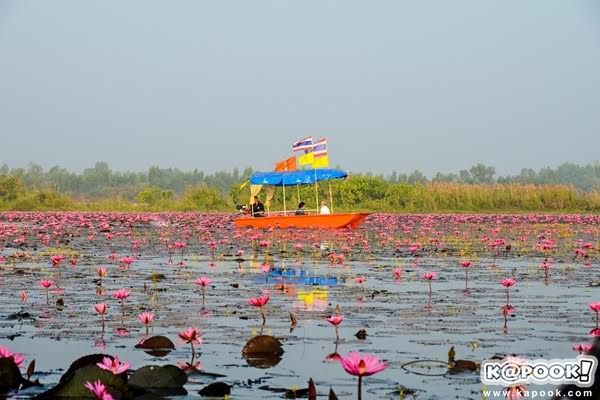 ทะเลบัวแดงอุดรธานี ทะเลบัวแดงอุดรธานี