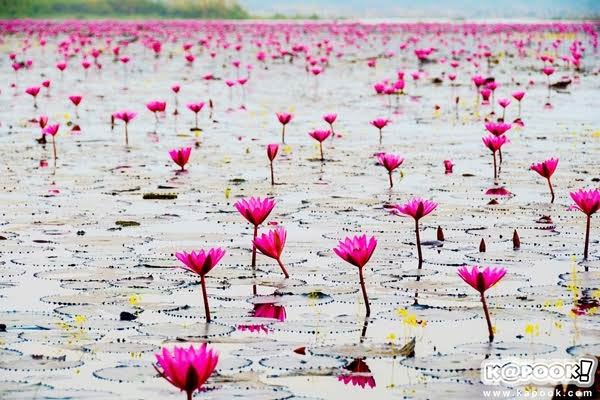 ทะเลบัวแดงอุดรธานี ทะเลบัวแดงอุดรธานี