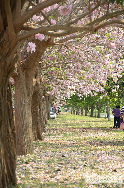 สถานที่เซลฟี่กับดอกไม้หน้าร้อน