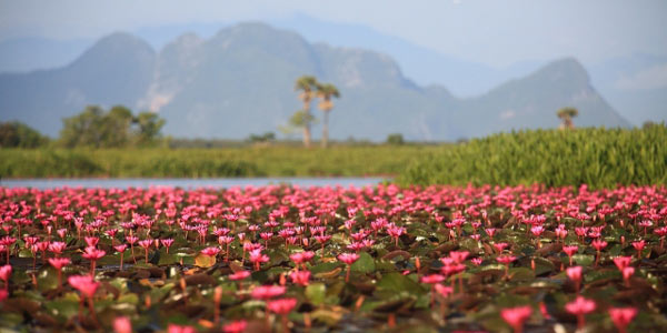 สถานที่เซลฟี่กับดอกไม้หน้าร้อน