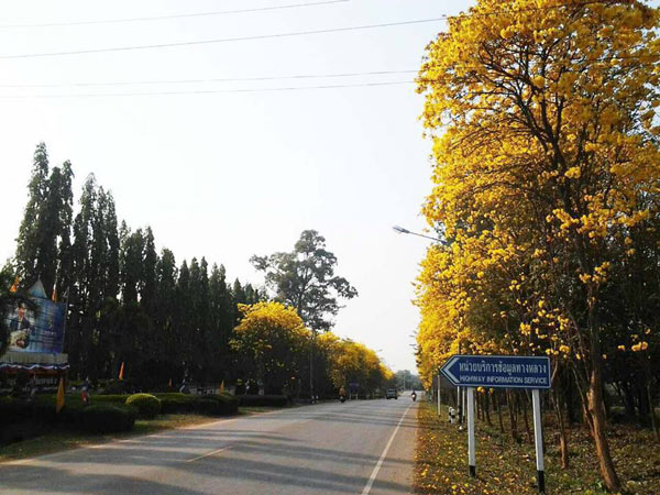 สถานที่เซลฟี่กับดอกไม้หน้าร้อน สถานที่เซลฟี่กับดอกไม้หน้าร้อน