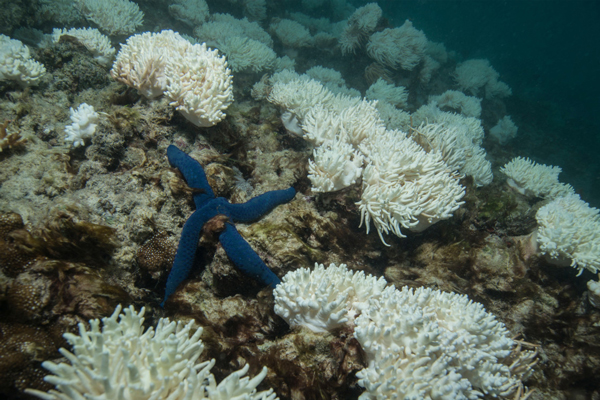 Great Barrier Reef Great Barrier Reef