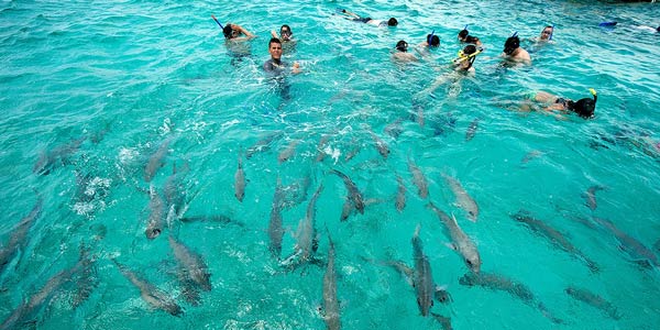 Shark Ray Alley เบลีซ Shark Ray Alley เบลีซ
