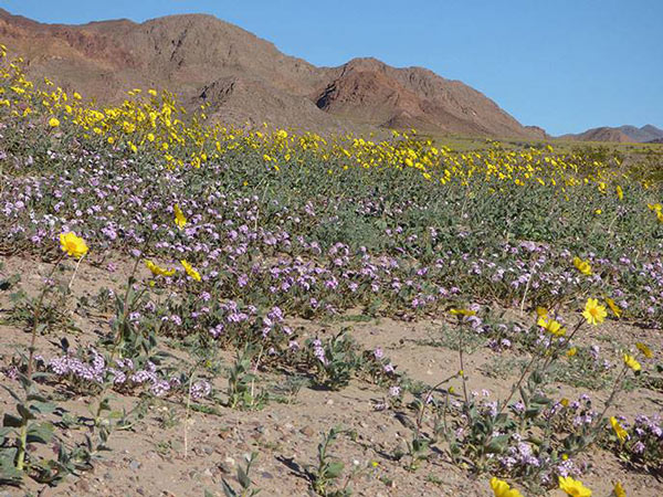 Death Valley