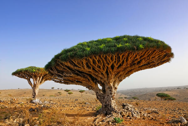เกาะ Socotra เกาะ Socotra