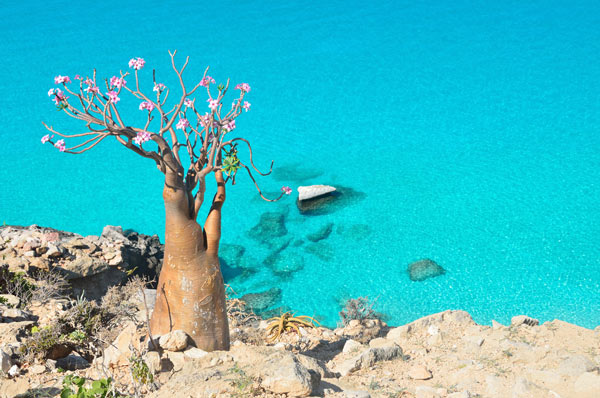 เกาะ Socotra เกาะ Socotra