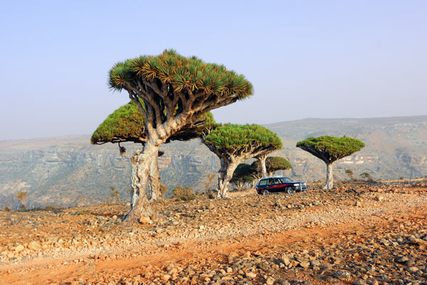 เกาะ Socotra เกาะ Socotra