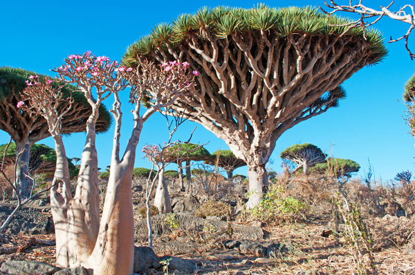 เกาะ Socotra เกาะ Socotra