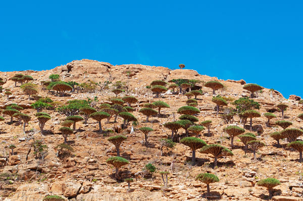 เกาะ Socotra เกาะ Socotra