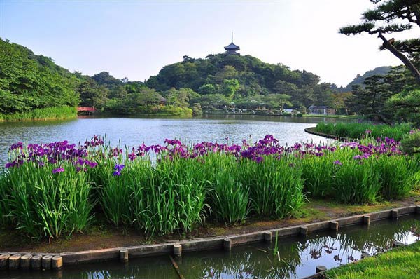 สวนหิ่งห้อย คันโต ประเทศญี่ปุ่น สวนหิ่งห้อย คันโต ประเทศญี่ปุ่น