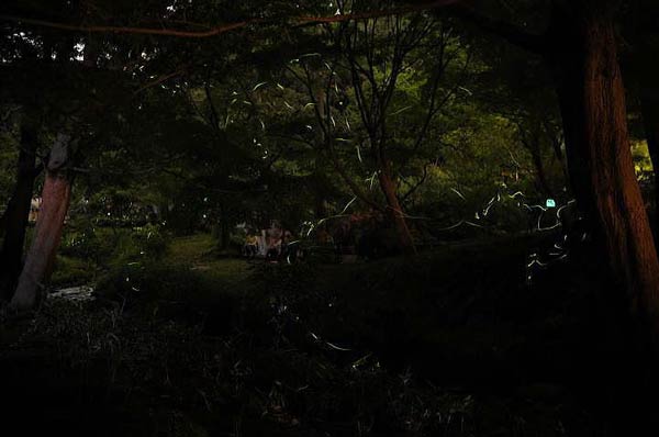 สวนหิ่งห้อย คันโต ประเทศญี่ปุ่น สวนหิ่งห้อย คันโต ประเทศญี่ปุ่น