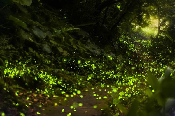 สวนหิ่งห้อย คันโต ประเทศญี่ปุ่น สวนหิ่งห้อย คันโต ประเทศญี่ปุ่น