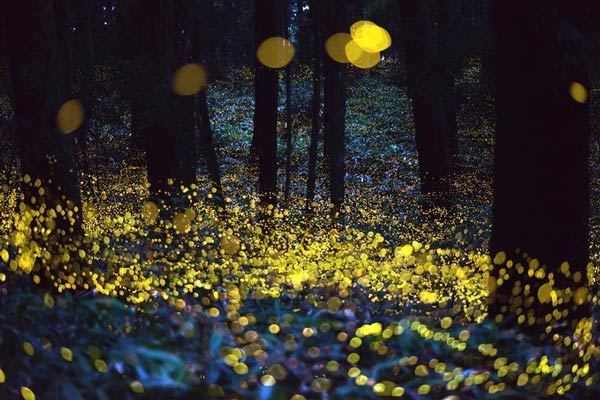 สวนหิ่งห้อย คันโต ประเทศญี่ปุ่น สวนหิ่งห้อย คันโต ประเทศญี่ปุ่น