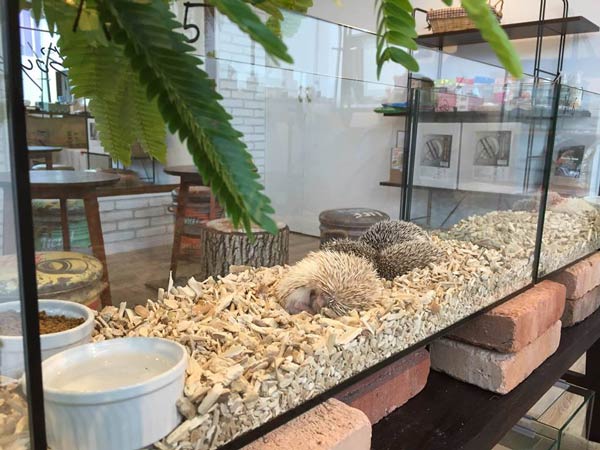 คาเฟ่เม่น โตเกียว คาเฟ่เม่น โตเกียว
