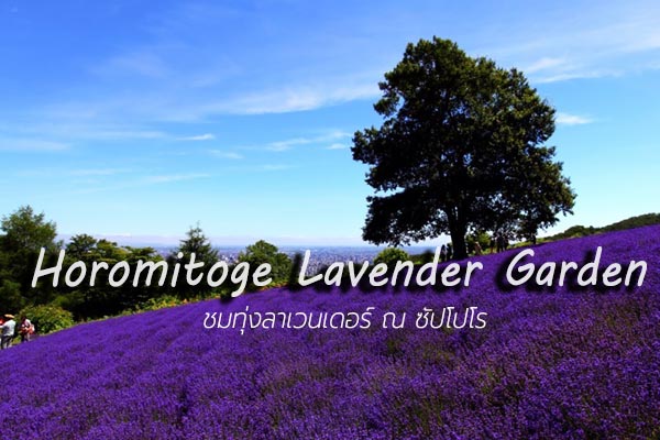 Horomitoge Lavender Garden ซัปโปโร