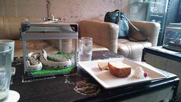 คาเฟ่งู คาเฟ่งู