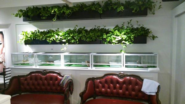 คาเฟ่งู คาเฟ่งู