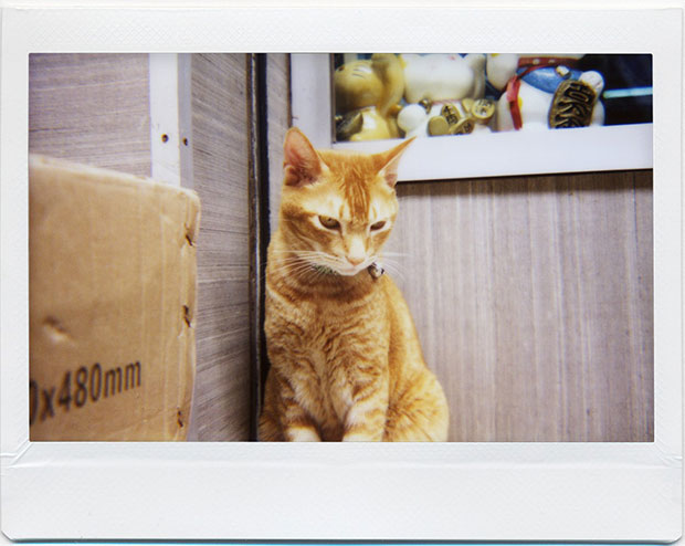 Lomography Lomography