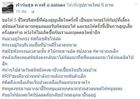 แมวถูกหมาเพื่อนบ้านกัดตาย แมวถูกหมาเพื่อนบ้านกัดตาย