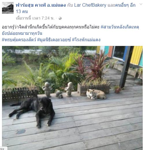 แมวถูกหมาเพื่อนบ้านกัดตาย แมวถูกหมาเพื่อนบ้านกัดตาย