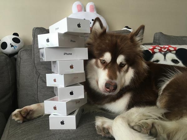 ลูกเศรษฐีจีนซื้อ iPhone 7 ให้หมา