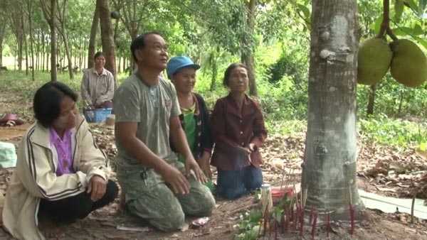 พบขนุนประหลาดออกผลคล้ายหวีกล้วยไข่ที่สุรินทร์ คนแห่ขอโชคลาภ พบขนุนประหลาดออกผลคล้ายหวีกล้วยไข่ที่สุรินทร์ คนแห่ขอโชคลาภ
