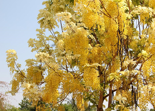 ต้นคูนประหลาดมีใบ-ดอกเหลืองอร่าม ชาวบ้านแห่ขอหวย 