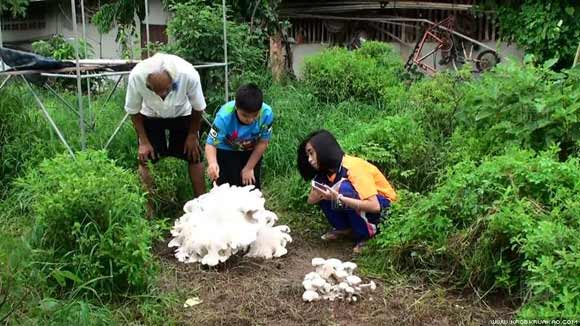 เห็ดยักษ์ประหลาดคล้ายดอกไม้ พิษณุโลก เห็ดยักษ์ประหลาดคล้ายดอกไม้ พิษณุโลก