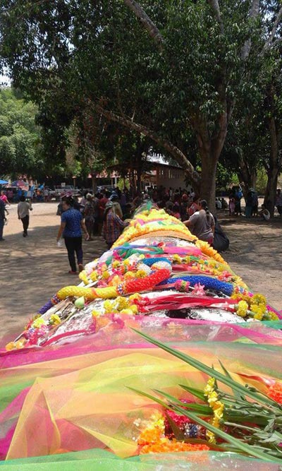 พบตะเคียนยักษ์อายุกว่า 200 ปี จมแม่น้ำยม คนแห่ขอโชคลาภ