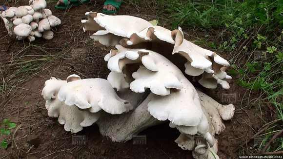 เห็ดยักษ์ประหลาดคล้ายดอกไม้ พิษณุโลก เห็ดยักษ์ประหลาดคล้ายดอกไม้ พิษณุโลก