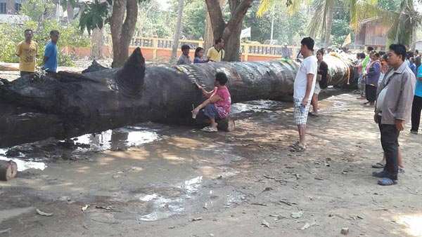 พบตะเคียนยักษ์อายุกว่า 200 ปี จมแม่น้ำยม คนแห่ขอโชคลาภ