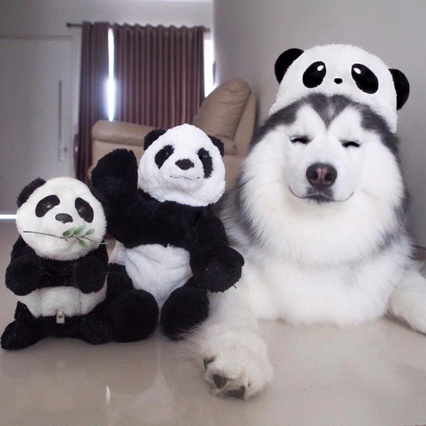maruhusky maruhusky