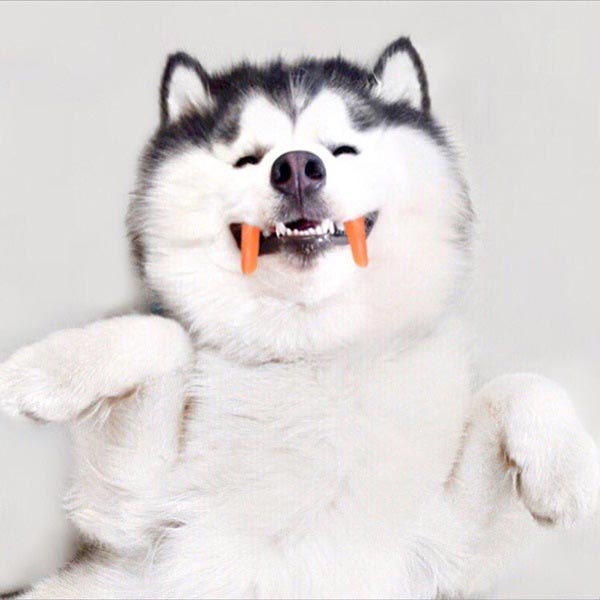 maruhusky maruhusky