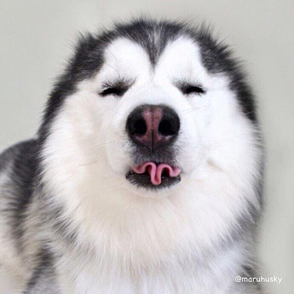 maruhusky maruhusky