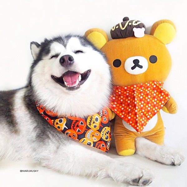 maruhusky maruhusky