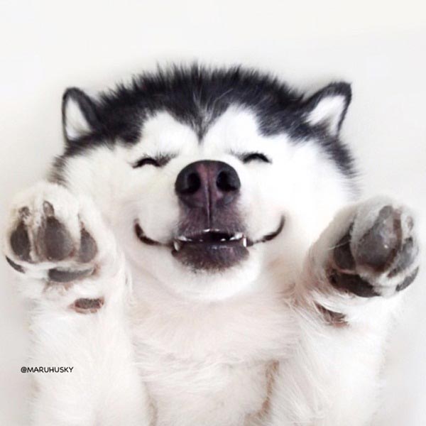 maruhusky maruhusky