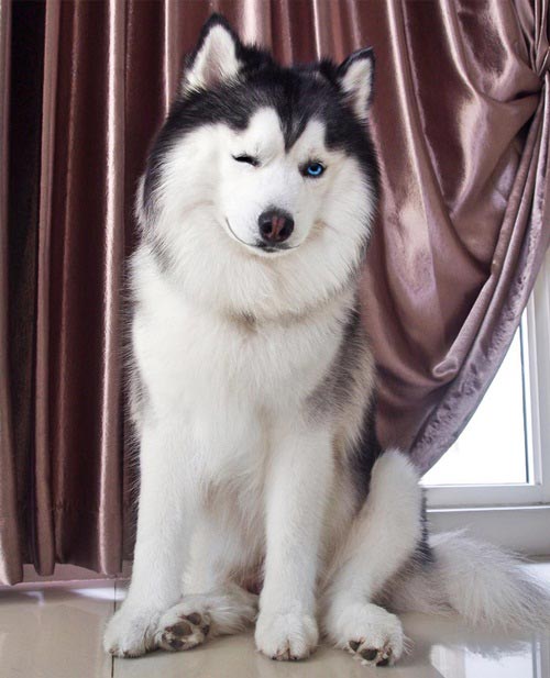 maruhusky maruhusky