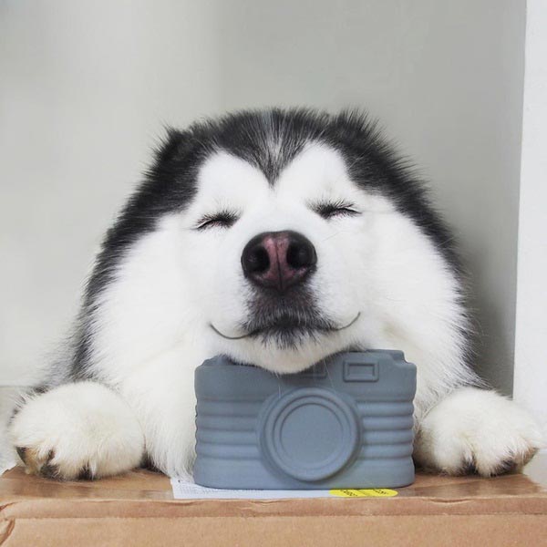 maruhusky maruhusky