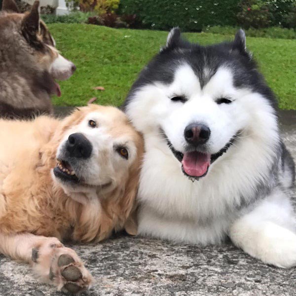 maruhusky maruhusky