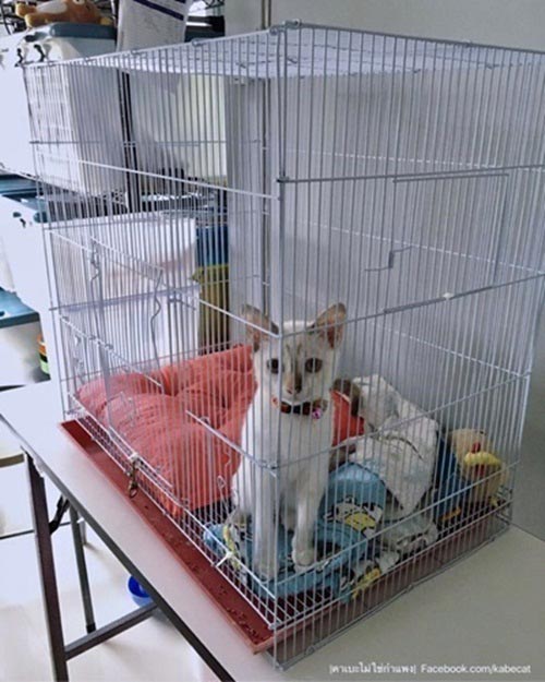 สร้างบ้านแมว สร้างบ้านแมว